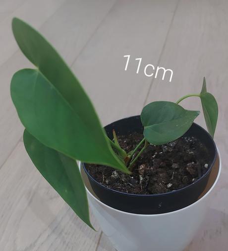 Anturia červená- okrasný kvet -anthurium andreanum,