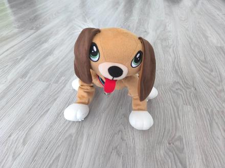 Psík floppy,