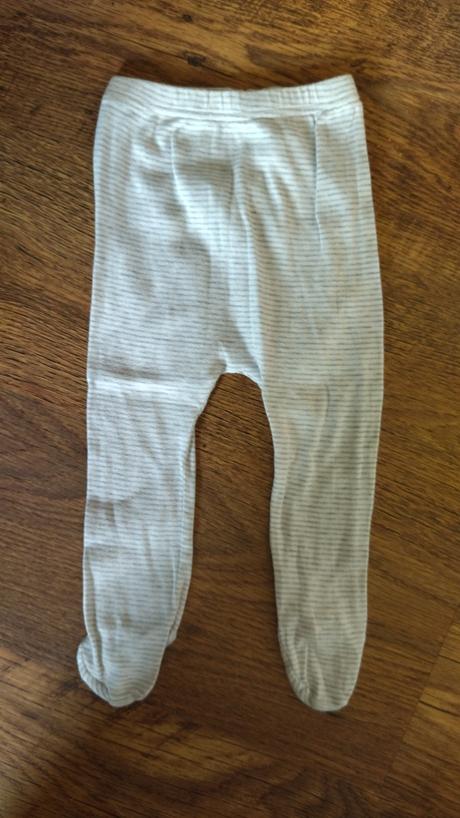 Polodupky pruhované, brendon,74