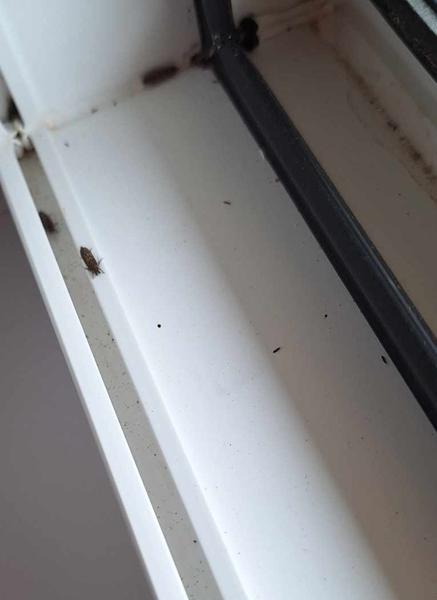 Ako sa zbaviť molí v novostavbe?