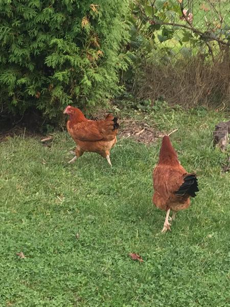 Sliepky neznášajú