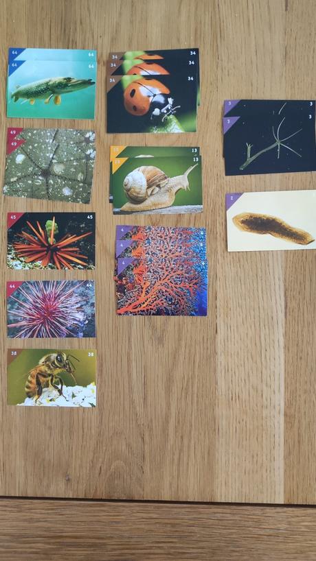 Nalepky do albumu animal kingdom, 