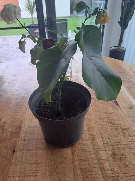 Monstera izbový kvet, 