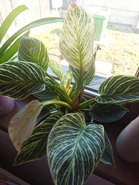 Rozmnožovanie kvetov