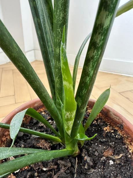 Predám rastlinu č. 39 svokrin jazyk sansevieria,