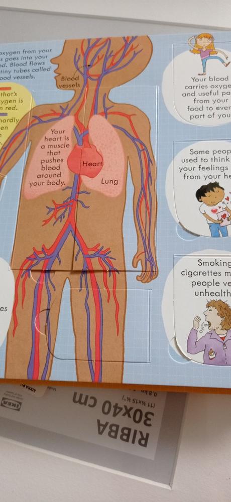 Usborne your body flap book,