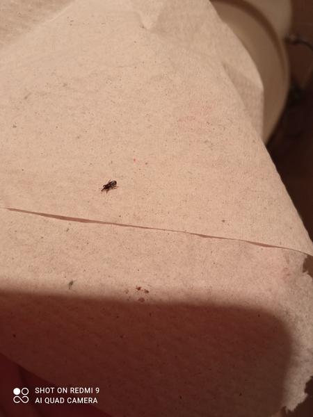 Čo to je za chrobáka?