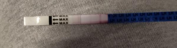 Prebehla mi ovulácia?