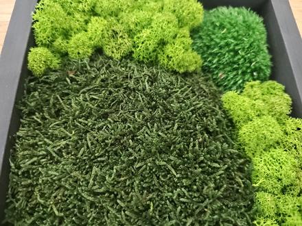 Machový obraz / kus lesa, ktorý nikdy nezvädne, 