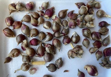 Cibuľka pochúťková-poschodová-kráčajúca 32 ks,