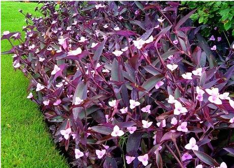 Fialové srdce - krásna nenáročná kvetinka, 