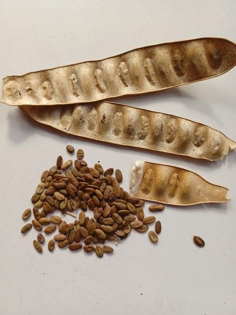 Semienka albizie ružovej 50ks, 