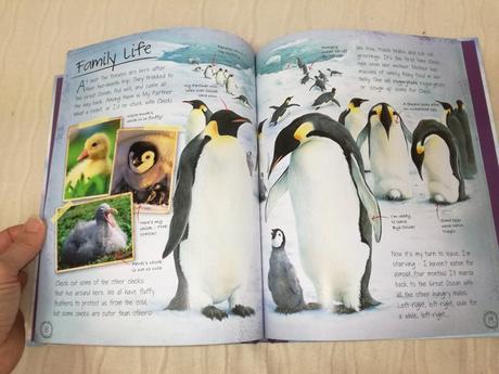 Animal diaries penguin hb nau19,