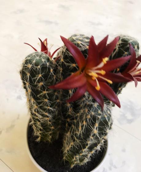 Kvitnúci umelý kaktus, 