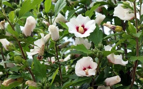 Ibišek mladé rastlinky, 