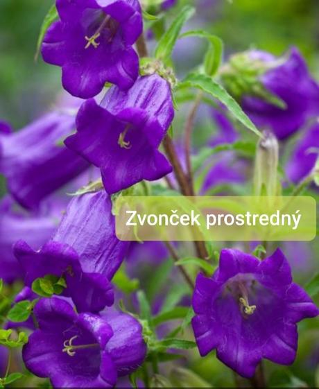 Semienka letničiek/dvojročka,