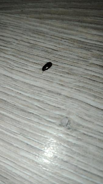 Je to ploštica alebo iný hmyz?