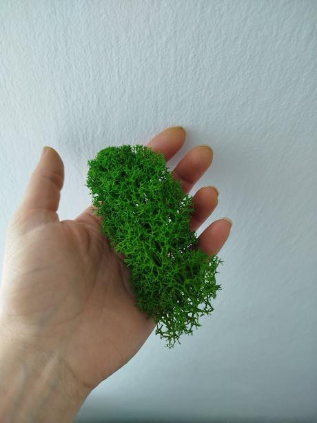 Stabilizovaný mach / lišajník 500g, 