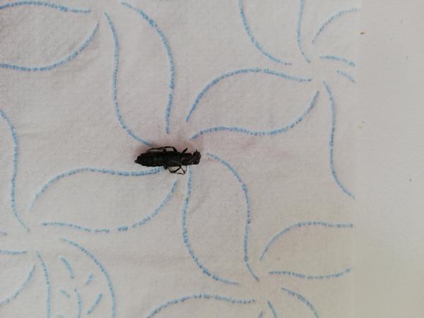 Čo je toto za chrobáka v našom dome?