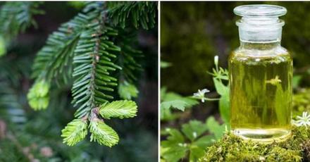 Tinktúra zo smrekových výhonkov, 