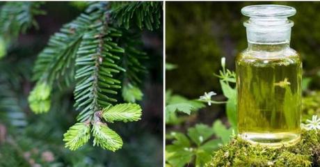 Tinktúra zo smrekových výhonkov,