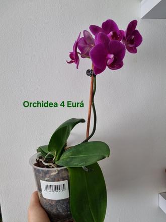 Izbová rastlina orchidea,