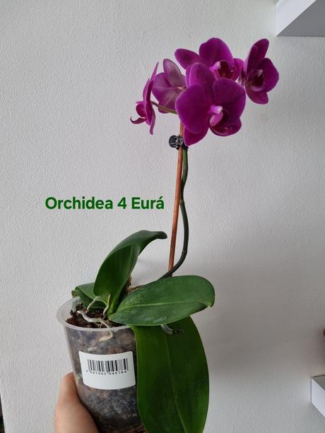 Izbová rastlina orchidea,