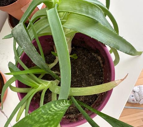Predám aloe a svokrin jazyk v kvetináči č. 37,