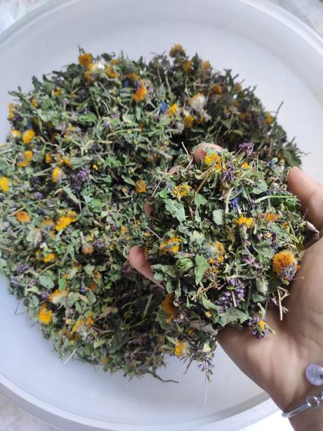 Prieduškový čajík, 