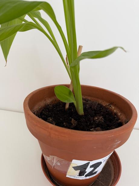 Strelitzia reginae č.12 za 7eur,