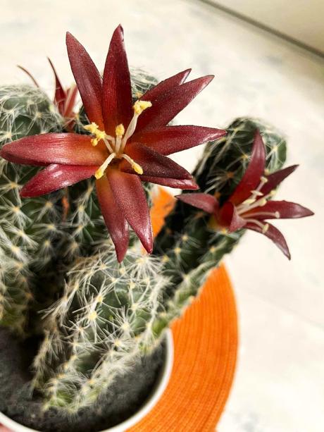Kvitnúci umelý kaktus, 