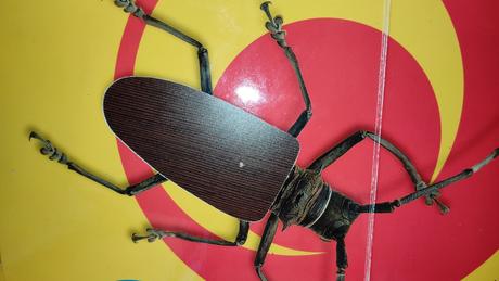 Hmatove kniha. hmyz,