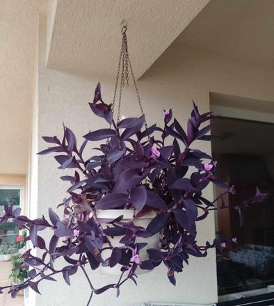 Fialové srdce - krásna nenáročná kvetinka, 