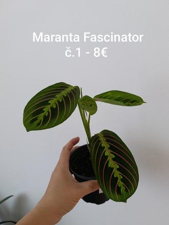 Izbovky maranta, fialka, peperomia, 