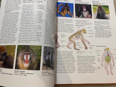 Savci vědomosti v kostce anatomie chování oblasti, 
