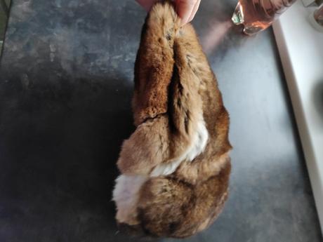 Ciapka panska kralik, l