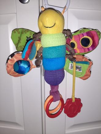 Motýľ tommy lamaze, 