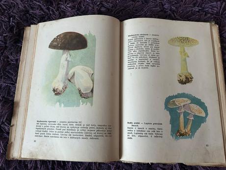 Huby našich hôr a lúk,