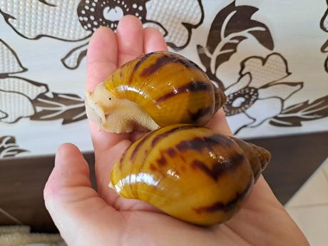 Achatina achatina nigeria  albinobody, 