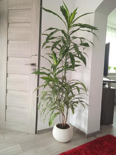 Dracena, 
