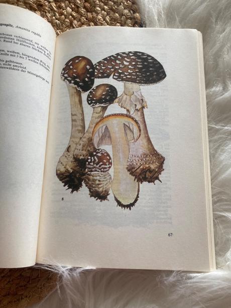 Taschenbuch für pilzfreunde (1987),