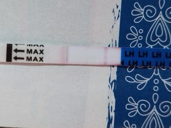 Prebehla mi ovulácia?