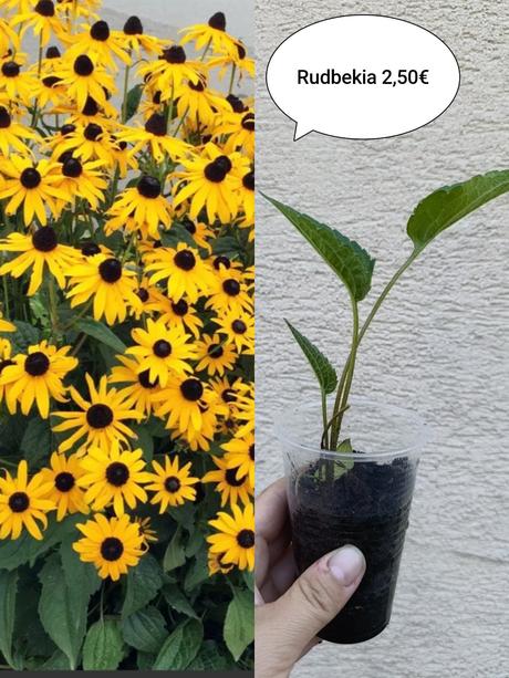 Priesady a cibuľky narcis, modrica,ľan, rudbekia,