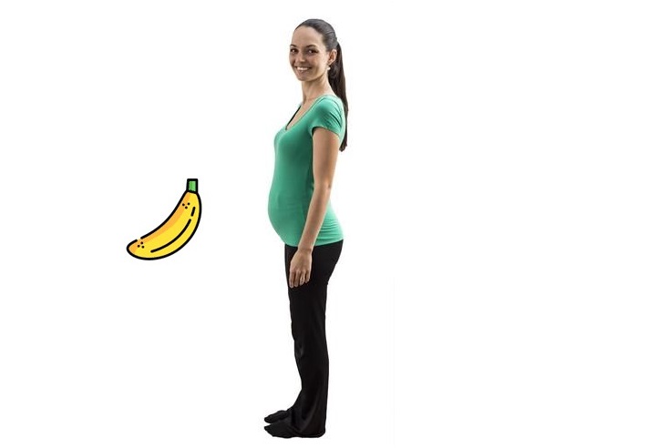 veľkosť bábätka v 19. týždni tehotenstva