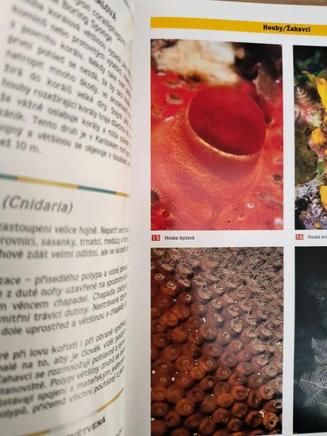 Kniha koralové útesy karibiku, 