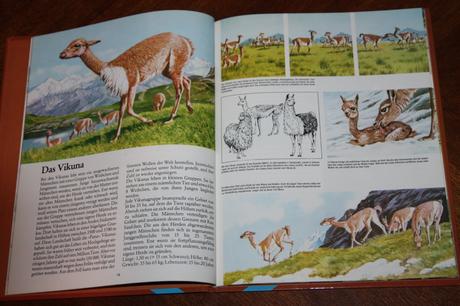 Das geheimnisvolle leben der tiere, 