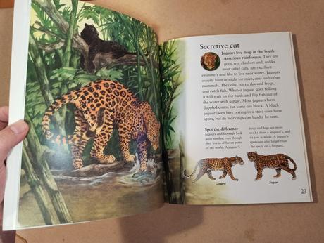My best book of big cats zositkova, 