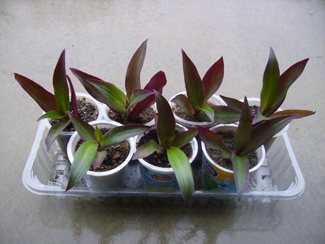 Reo / tradescantia- izbová rastlina mládniky,