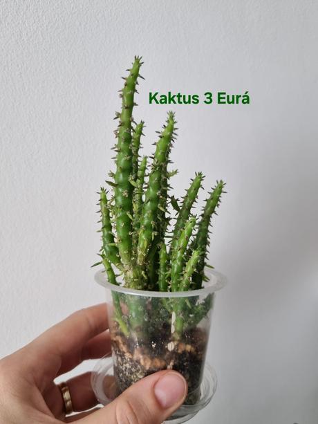 Izbová rastlina kaktus,