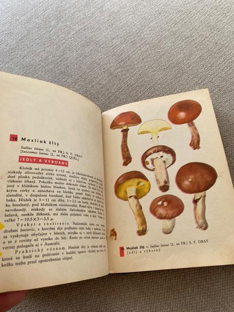 Vreckový atlas húb pilát ušák, 